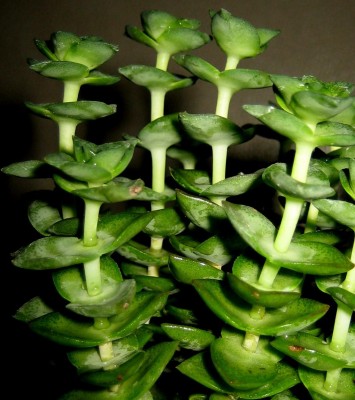 Crassula.jpg