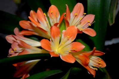 Clivia2012 008yy.jpg