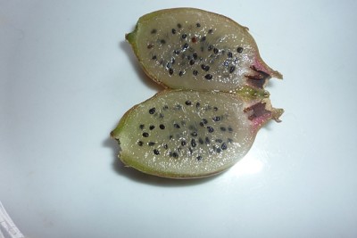 Epifrucht Blumenstadt Erfurt.JPG