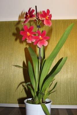 neue Orchidee 3.JPG