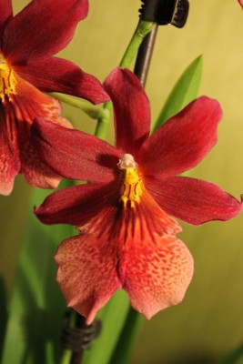 neue Orchidee 3 Blüte.JPG