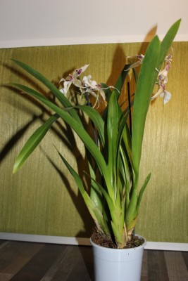 neue Orchidee 2.JPG