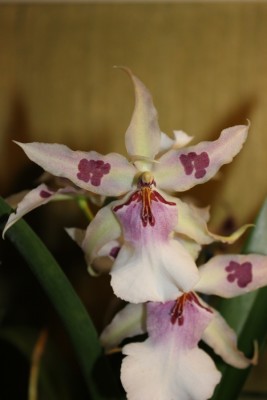 neue Orchidee 2 Blüte.JPG