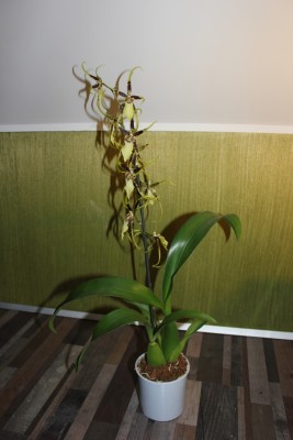 neue Orchidee 1.JPG