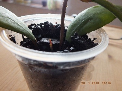 Hoya erythrostemma pink.jpg