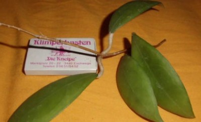 $T2eC16N,!)cE9s4PsSNhBQzgFzF47Q~~60_12 hoya.jpg