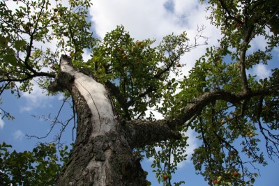 apfelBaum.jpg