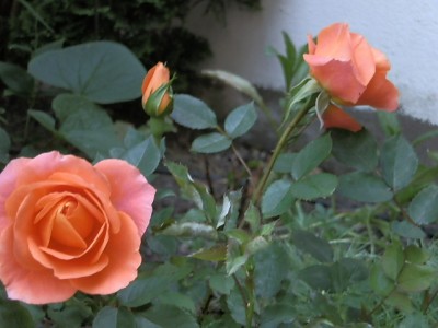 P5290003.JPG