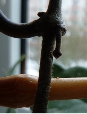 geschenkt bekommen Oktober 2011 002.JPG