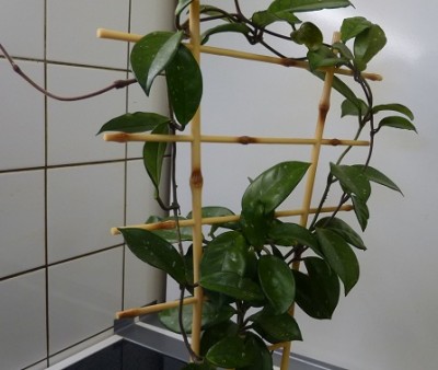 geschenkt bekommen Oktober 2011 001.JPG