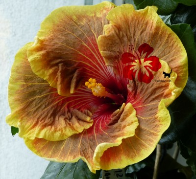 tigerama 24012013.jpg