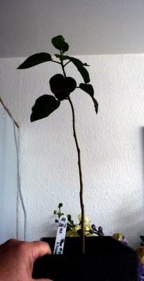 sämling nr11 in Lechuza 24012013.jpg