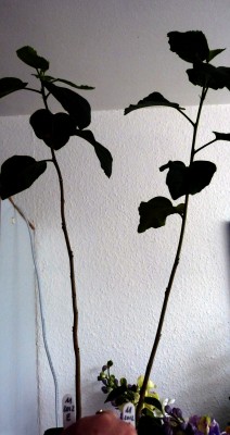 sämlinge nr.11 24012013  51 cm.jpg