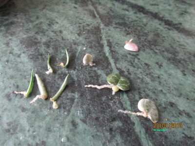 Ceropegia - Blattstecklinge.JPG