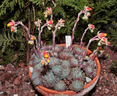 Echeveria setosa var. deminuta 2007-17 (4).jpg