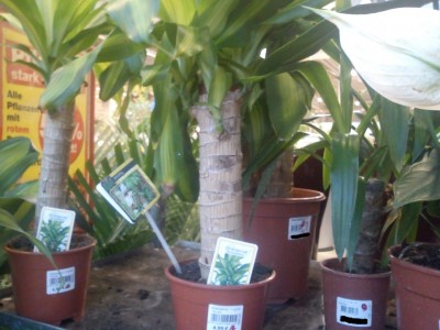 Dracaena Massangeana.jpg