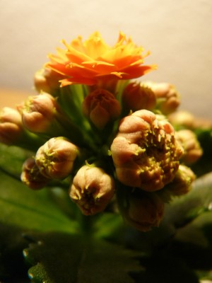 Kalanchoe Macro.jpg