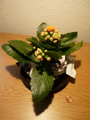Kalanchoe.jpg