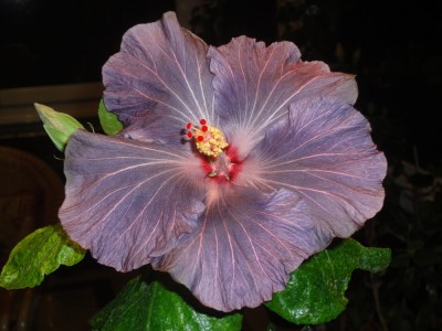 DSC04700 Mattiacis Blue Angel 1000px.jpg