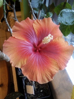 Danubien First Wintercolor.jpg