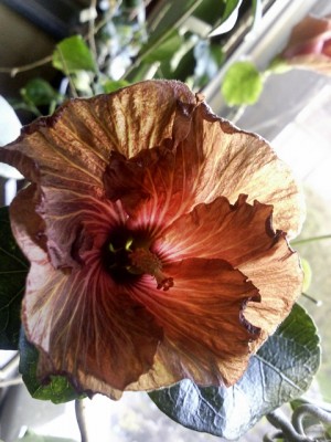 Baja Tiger winter 2013.jpg