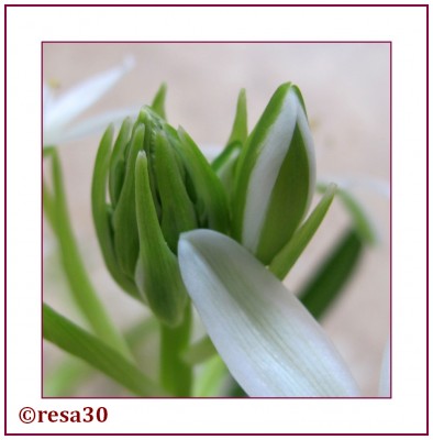 Ornithogalum4.jpg