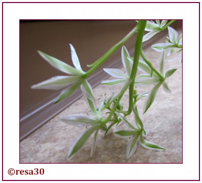 Ornithogalum3.jpg