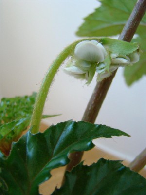 Begonia carolineifolia_Blüte.JPG
