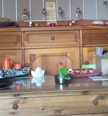 pieps am tisch.jpg