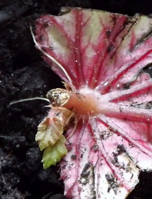 Begonie Rex 26.01.2013 (609x800).jpg