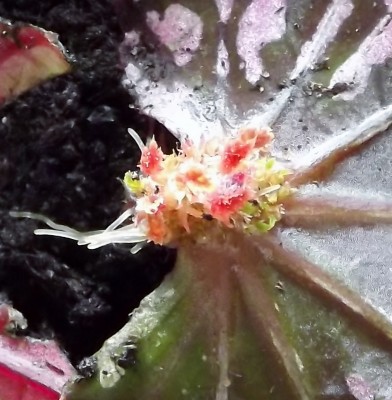 Begonie Rex 26.01.2013 - Kopie (783x800).jpg