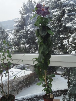 DSC04744 Mattiacis Blue Angel Pflanze 1000px.jpg