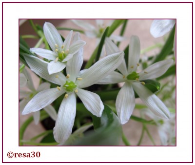 Ornithogalum2.jpg