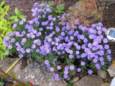 Astern September.JPG