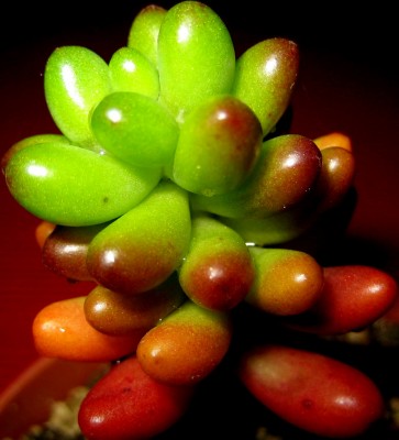 Sedum-rubrotinctum.jpg