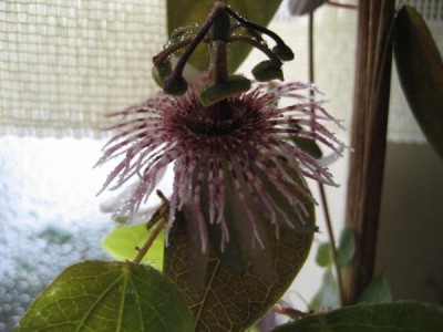 P.Miersii1.JPG