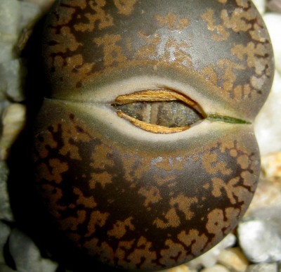 lebende-Steine-Lithops-139.jpg