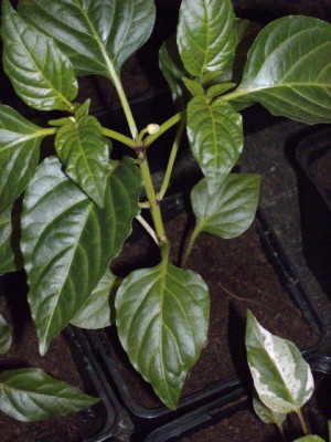 PICT0318.JPG