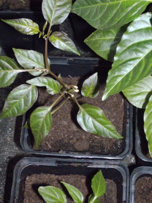 PICT0317.JPG