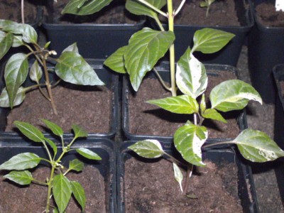 PICT0314.JPG