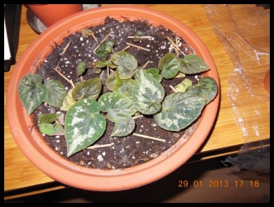 Blattsteckling unbekannte Begonie.jpg