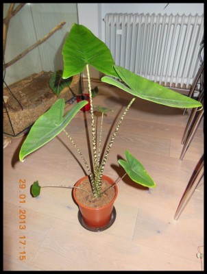 Alocasia zebrina.jpg