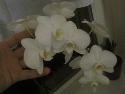 Orchideen Blüte  Arbeit am 29.1.2013.jpg