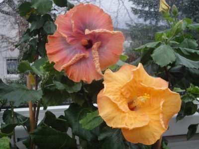 DSC04785 Solar eclipse Mandarin.jpg