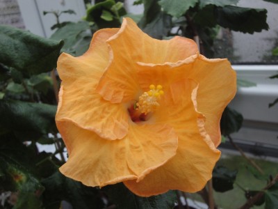 DSC04775 Mattiacis Mandarin.jpg