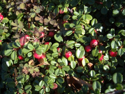 S1030188.JPG