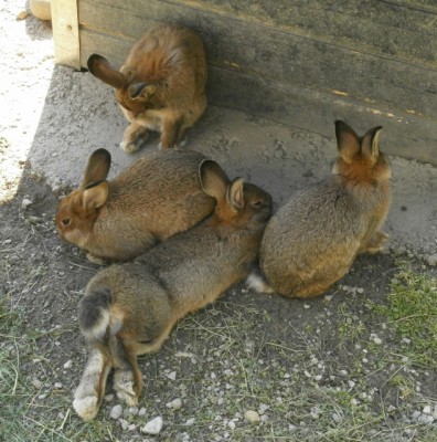 Wildkaninchen - Oryctolagus cuniculus - 002 (633x640).jpg