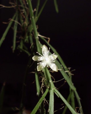 DSCI0008.JPG