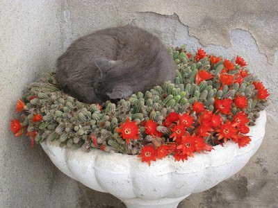 Katze in Kakteen.jpg