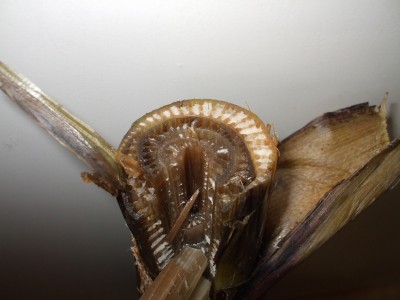 DSCF4820.JPG